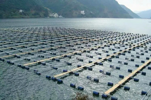 水產養殖中使用沸石粉