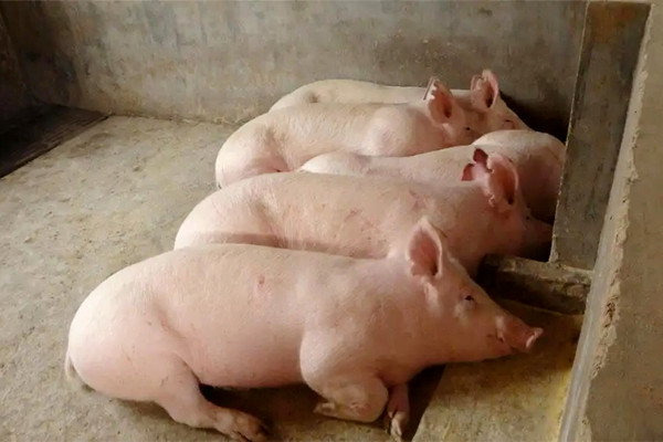 肉豬想要健康快速生長(zhǎng)，沸石一定要了解一下
