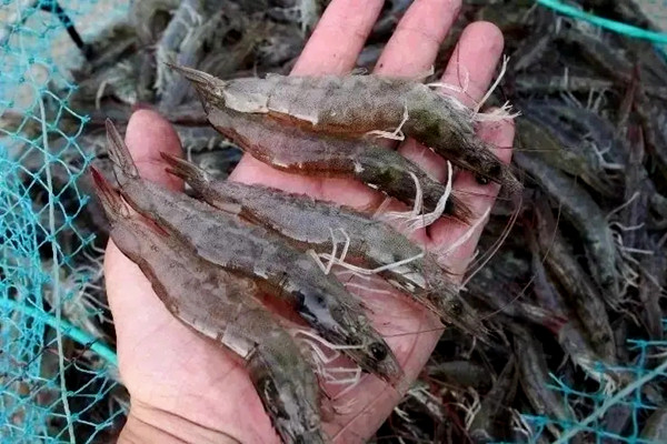 沸石粉對蝦養殖使用禁忌-國投盛世