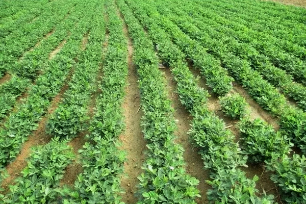沸石粉在農業肥料中的應用與作用