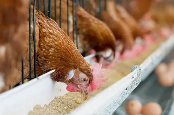 沸石粉用作飼料添加劑有什么優(yōu)點？-國投盛世