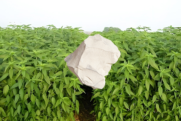 黃麻種植過程中添加沸石能否有效提升產量？