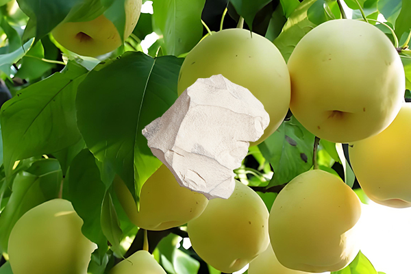梨樹種植中使用沸石是否能帶來顯著益處？-國投盛世