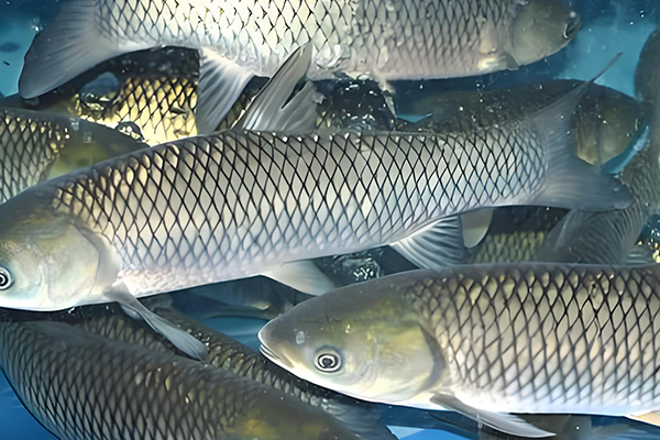 天然沸石在養殖草魚時的作用如何？-國投盛世