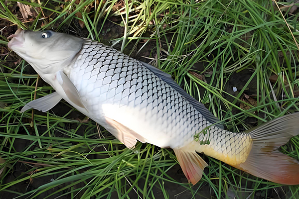 養殖鯉魚時為什么需要用到沸石？