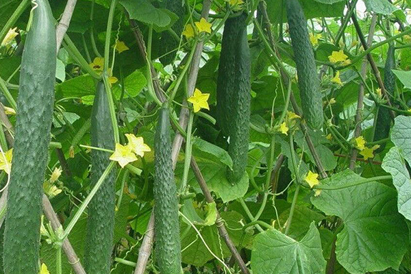 種植黃瓜為什么要用沸石？-國(guó)投盛世