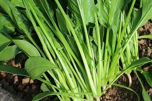 沸石能否對菠菜的種植進行增產？-國投盛世