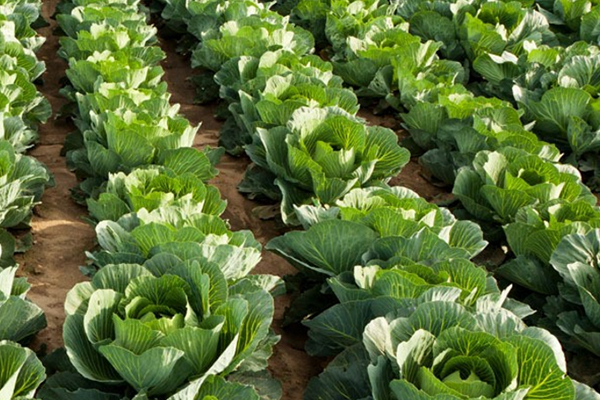 為什么在種植甘藍時添加沸石能促進生長？