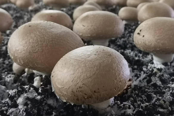 種蘑菇時加入沸石真的能夠有效提升產(chǎn)量嗎？