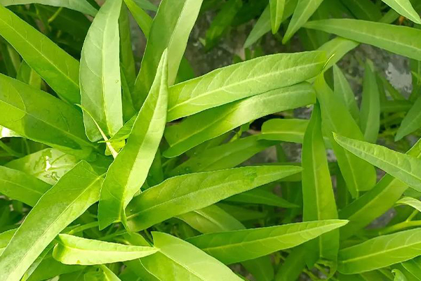 沸石能否助力空心菜產(chǎn)量提升？