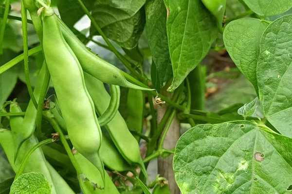 沸石能為扁豆種植帶來(lái)哪些改變？