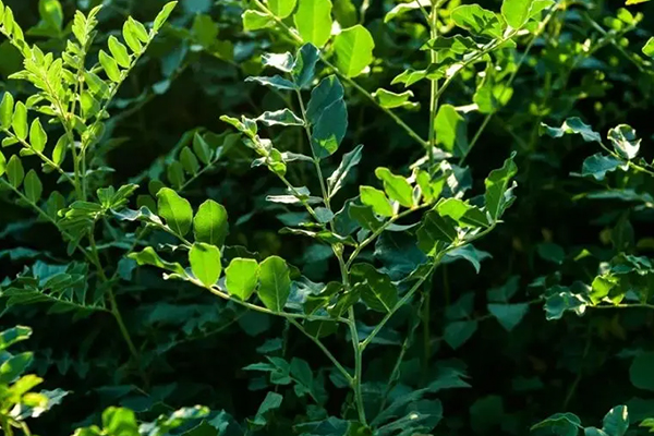 甘草種植時添加沸石能增產嗎？-國投盛世