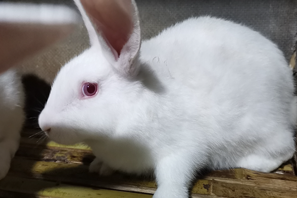 飼養家兔時可以使用沸石嗎？-國投盛世