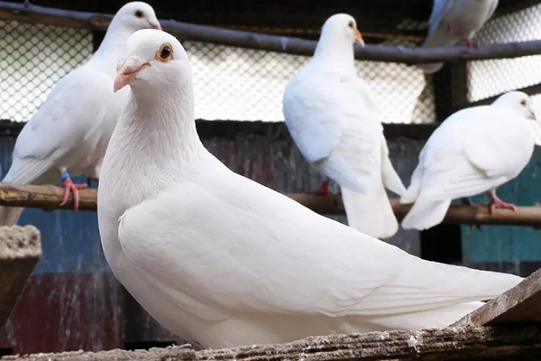 飼養鴿子時為什么要用到沸石？