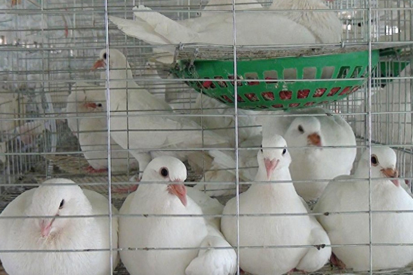 為什么肉鴿飼料中添加沸石能促進健康與生產？