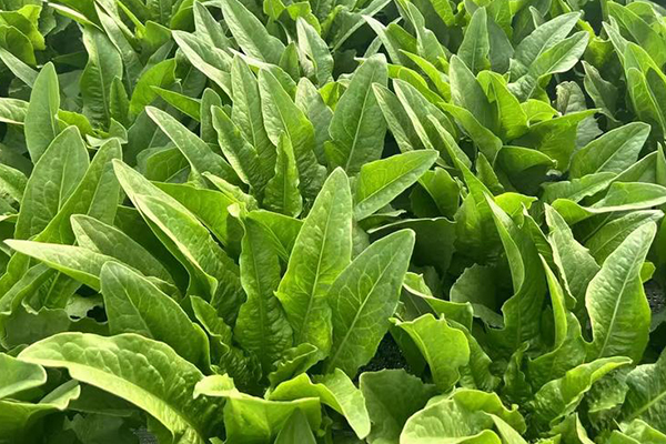 種植油麥菜時(shí)為何加入沸石能增產(chǎn)？