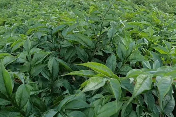 種植魔芋時加入沸石能提高產量嗎？-國投盛世