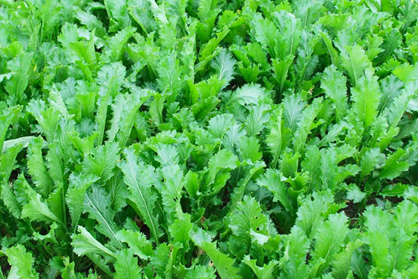 種植雪里蕻時加入沸石能提升產(chǎn)量嗎？-國投盛世