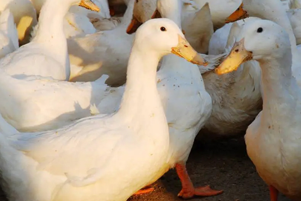 飼養(yǎng)肉鴨時加入沸石有什么好處？-國投盛世