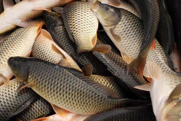 養(yǎng)殖鯉魚(yú)時(shí)添加沸石能帶來(lái)哪些好處？