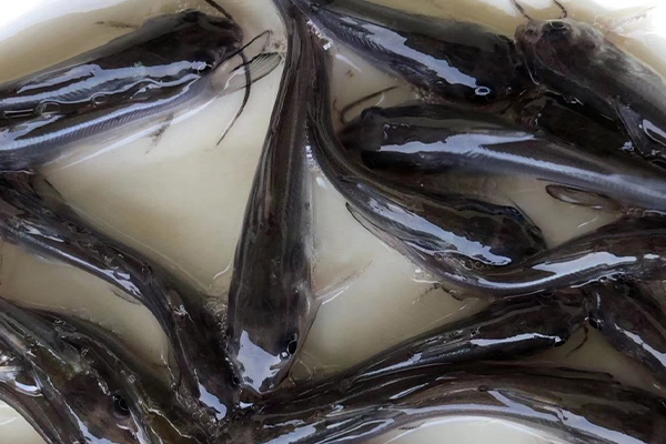 養(yǎng)鯰魚時加入沸石能帶來哪些好處？