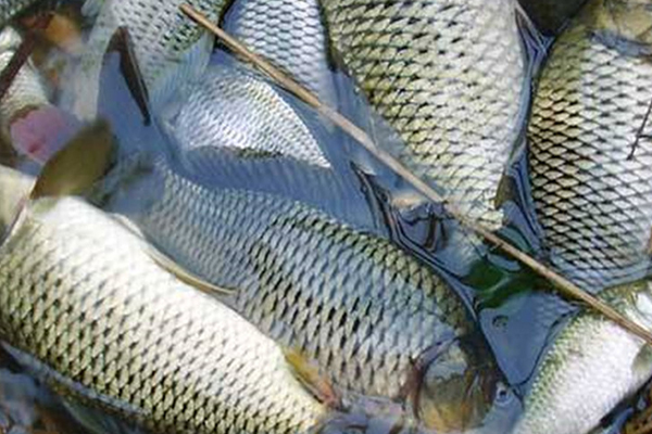 養淡水魚時添加沸石能提升水質嗎？-國投盛世