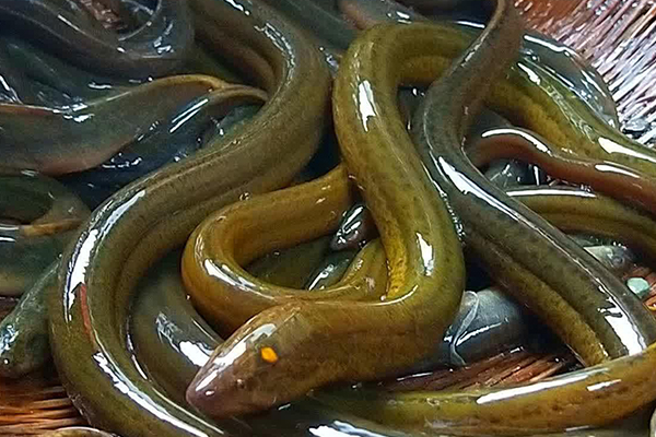養泥鰍時添加沸石能改善水質嗎？-國投盛世