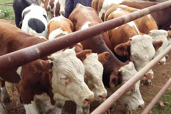 沸石能改善黃牛飼養環境嗎？-國投盛世