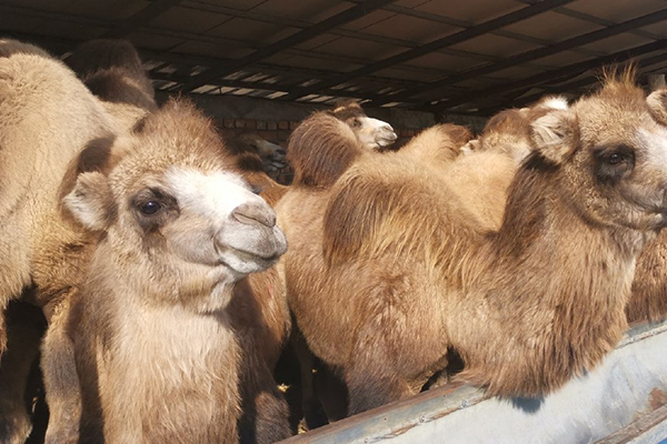 為什么飼養駱駝時加入沸石能提升效益？-國投盛世