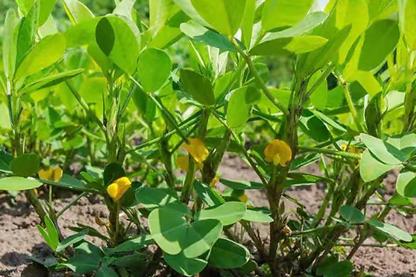 花生種植能否添加沸石？