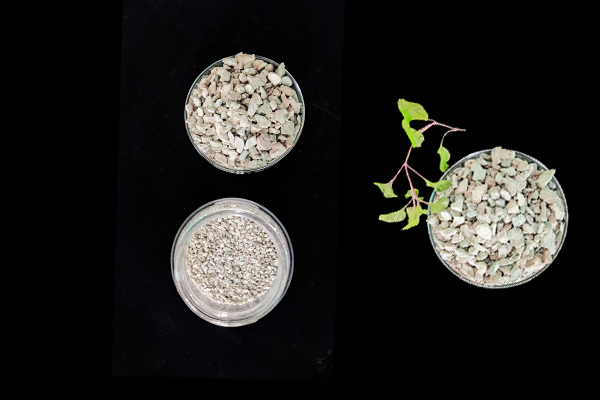 大豆種植何時添加沸石效果最佳？-國投盛世