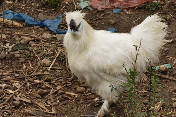 為什么飼養烏雞時加入沸石能改善效益？-國投盛世