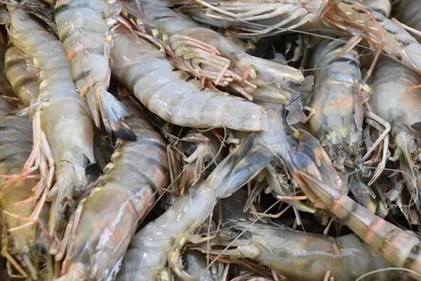 為什么魚蝦養殖加入沸石能優化水質？-國投盛世