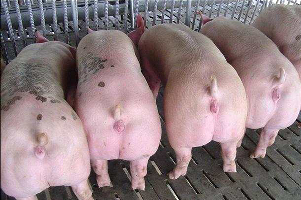 為什么瘦肉型豬養殖加入沸石能增效？-國投盛世