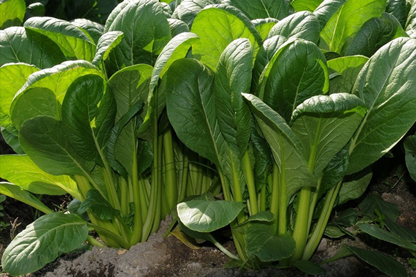 菠菜種植階段能使用沸石嗎？-國(guó)投盛世