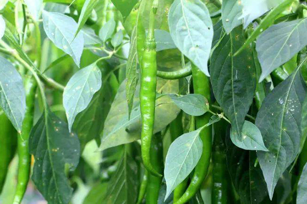 種植辣椒,要想獲得超高產,記住要加入沸石