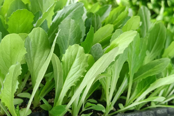 油麥菜育苗和種植時使用沸石帶來哪些好處？